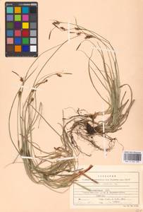 Carex panicea L., Eastern Europe, Latvia (E2b) (Latvia)