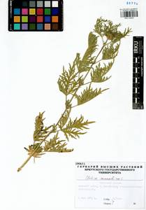 Urtica cannabina L., Siberia, Baikal & Transbaikal region (S4) (Russia)