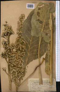 Ligularia macrophylla (Ledeb.) DC., Middle Asia, Western Tian Shan & Karatau (M3) (Kazakhstan)
