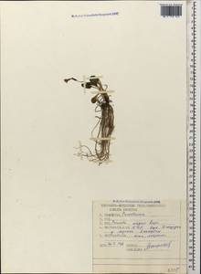 Primula amoena subsp. meyeri (Rupr.) Valentine & Lamond, Caucasus, Stavropol Krai, Karachay-Cherkessia & Kabardino-Balkaria (K1b) (Russia)