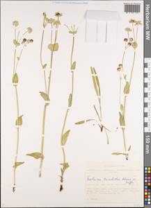 Bupleurum triradiatum Adams ex Hoffm., Siberia, Altai & Sayany Mountains (S2) (Russia)