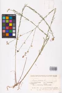 Linum perenne L., Eastern Europe, Lower Volga region (E9) (Russia)