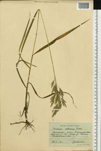 Bromus pumpellianus Scribn., Siberia, Western Siberia (S1) (Russia)