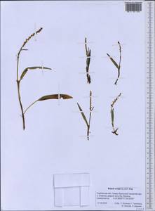 Bistorta vivipara (L.) Delarbre, Siberia, Russian Far East (S6) (Russia)