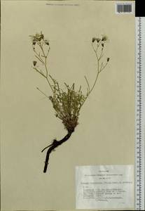 Crepidiastrum tenuifolium (Willd.) Sennikov, Siberia, Altai & Sayany Mountains (S2) (Russia)