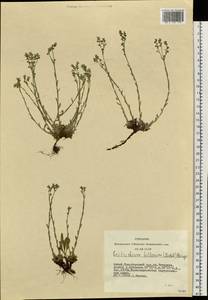 Eritrichium villosum (Ledeb.) Bunge, Siberia, Altai & Sayany Mountains (S2) (Russia)