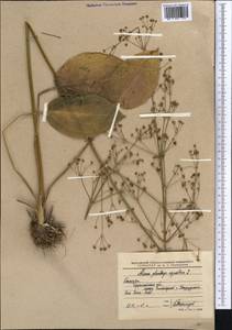 Alisma plantago-aquatica L., Middle Asia, Northern & Central Kazakhstan (M10) (Kazakhstan)