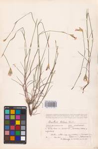 Dianthus borbasii Vandas, Eastern Europe, Lower Volga region (E9) (Russia)