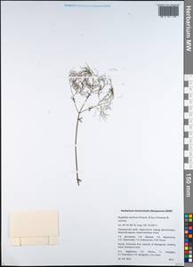 Rupiphila tachiroei (Franch. & Sav.) Pimenov & Lavrova, Siberia, Russian Far East (S6) (Russia)