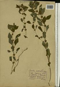 Mentha arvensis L., Eastern Europe, Central forest region (E5) (Russia)