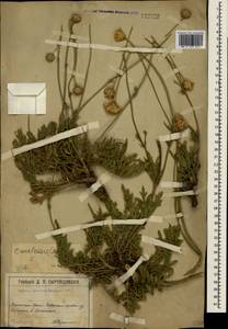 Cephalaria uralensis (Murray) Roem. & Schult., Crimea (KRYM) (Russia)