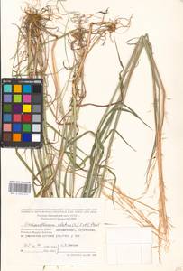 Arrhenatherum elatius (L.) P.Beauv. ex J.Presl & C.Presl., Eastern Europe, Moscow region (E4a) (Russia)