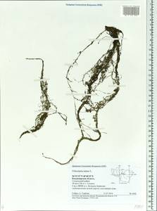 Utricularia minor L., Eastern Europe, Central region (E4) (Russia)