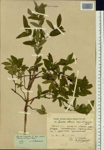 Lonicera caerulea subsp. caerulea, Siberia, Yakutia (S5) (Russia)