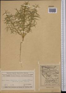 Agriophyllum, Middle Asia, Muyunkumy, Balkhash & Betpak-Dala (M9) (Kazakhstan)