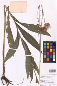 Cirsium canum (L.) All., Eastern Europe, Central forest-and-steppe region (E6) (Russia)