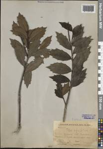 Ilex colchica Pojark., Caucasus, Georgia (K4) (Georgia)