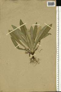Carlina vulgaris L., Eastern Europe, Moscow region (E4a) (Russia)