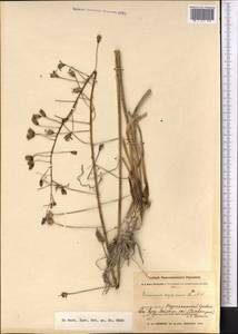 Eremurus soogdianus (Regel) Benth. & Hook.f., Middle Asia, Pamir & Pamiro-Alai (M2) (Tajikistan)