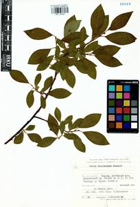 Salix taraikensis Kimura, Siberia, Yakutia (S5) (Russia)