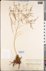 Asparagus officinalis L., Eastern Europe, North Ukrainian region (E11) (Ukraine)