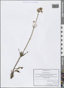 Valeriana tuberosa L., Crimea (KRYM) (Russia)