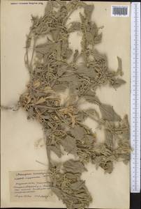 Chrozophora tinctoria (L.) A.Juss., Middle Asia, Pamir & Pamiro-Alai (M2) (Tajikistan)