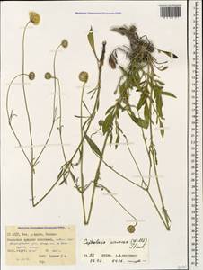Cephalaria coriacea (Willd.) Roem. & Schult. ex Steud., Caucasus, North Ossetia, Ingushetia & Chechnya (K1c) (Russia)