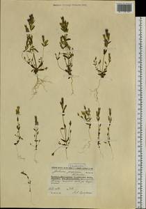 Gentianella propinqua, Siberia, Chukotka & Kamchatka (S7) (Russia)