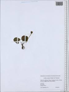 Caltha scaposa Hook.fil. & Thomson, South Asia, South Asia (Asia outside ex-Soviet states and Mongolia) (ASIA) (China)