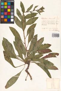Oenothera biennis L., Eastern Europe, Moscow region (E4a) (Russia)