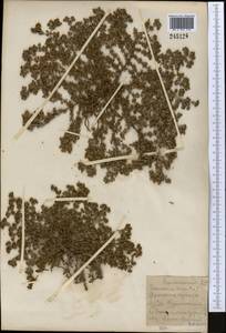 Frankenia hirsuta L., Middle Asia, Northern & Central Kazakhstan (M10) (Kazakhstan)