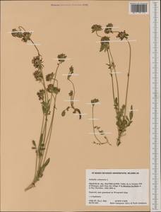 Anthyllis vulneraria L., Western Europe (EUR) (France)