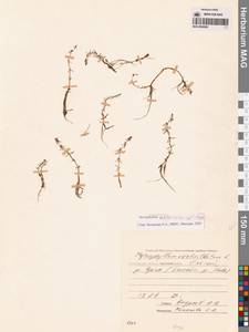 Myriophyllum ussuriense (Regel) Maxim., Siberia, Chukotka & Kamchatka (S7) (Russia)