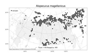 Alopecurus magellanicus Lam., Atlas of the Russian Flora (FLORUS) (Russia)