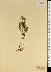 Vicia megalotropis Ledeb., Mongolia (MONG) (Mongolia)