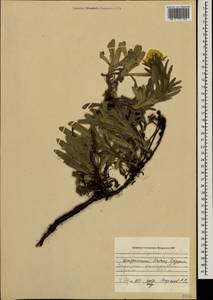 Helichrysum graveolens (M. Bieb.) Sw., Caucasus, Georgia (K4) (Georgia)