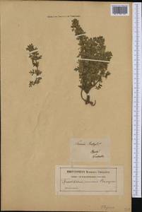 Teucrium botrys L., Western Europe (EUR) (Poland)