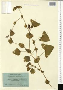 Persicaria perfoliata (L.) H. Gross, Caucasus, Georgia (K4) (Georgia)