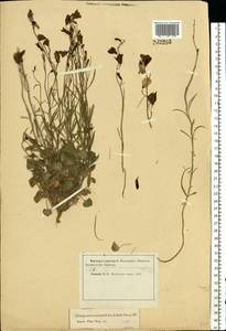 Campanula rotundifolia L., Eastern Europe, Moscow region (E4a) (Russia)
