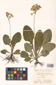 Primula elatior (L.) L., Western Europe (EUR) (Germany)