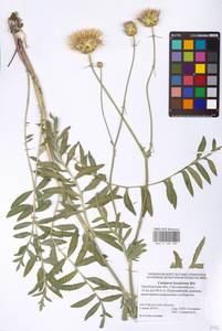 Rhaponticoides kasakorum (Iljin) M. V. Agab. & Greuter, Eastern Europe, Eastern region (E10) (Russia)