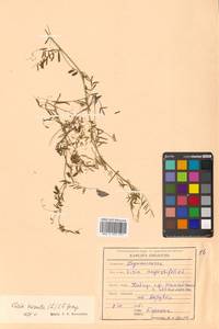 Vicia hirsuta (L.) Gray, Siberia, Russian Far East (S6) (Russia)