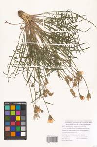 Scorzonera cana (C. A. Mey.) O. Hoffm., Eastern Europe, Lower Volga region (E9) (Russia)