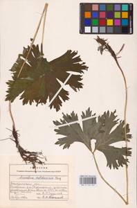 Aconitum lycoctonum subsp. moldavicum (Hacq.) Jalas, Eastern Europe (no precise locality) (E0)