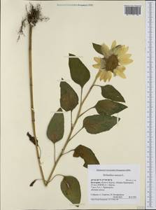 Helianthus annuus L., Western Europe (EUR) (Bulgaria)