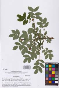 Rosa pendulina L., Eastern Europe, West Ukrainian region (E13) (Ukraine)