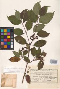 Cornus sanguinea L., Eastern Europe, Central forest-and-steppe region (E6) (Russia)