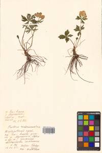 Trollius riederianus Fisch. & C. A. Mey., Siberia, Russian Far East (S6) (Russia)