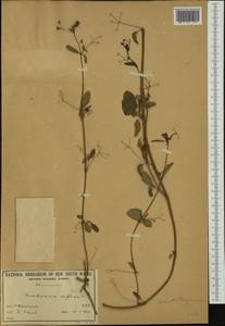 Boerhavia diffusa L., Australia & Oceania (AUSTR) (Australia)